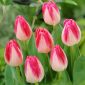 Tulipa Page Polka - pacote de 5 peças