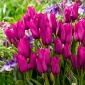 Tulipaner Purple Bouquet - pakke med 5 stk - Tulipa Purple Bouquet