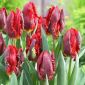 Tulipa Rococo - pacote de 5 peças