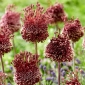 Alho decorativo - Red Mohican - Allium Red Mohican