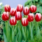 Tulpansläktet Leen van der Mark - paket med 5 stycken - Tulipa Leen van der Mark