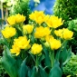 Tulipa Monte Carlo - Tulip Monte Carlo - 5 หลอด