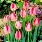 Tulipa Judith Leyster - Tulip Judith Leyster - 5 bulbs