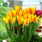 Tulipano Giuseppe Verdi - pacchetto di 5 pezzi - Tulipa Giuseppe Verdi