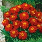 Marigold Aurora Červená semena - Tagetes patula nana fl. pl. - 350 semen - Tagetes patula L.