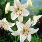 Lilium, Lily White Tiger - cibule / hlíza / kořen - Lilium White Tiger