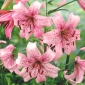 Lilium, Lily Pink Tiger - cibule / hlíza / kořen - Lilium Pink Tiger