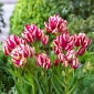 Tulipan Flaming Club - pakke med 5 stk - Tulipa Flaming Club