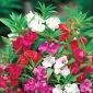 花园香脂 - 种子混合;玫瑰香脂 - Impatiens balsamina - 種子
