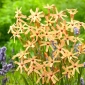 Ixia -paniculata Eos - 25 pcs; lily jagung, ixia tabung panjang - 
