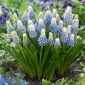 Druif Hyacinth - Muscari Mountain Lady - 10 stks