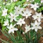 Ipheion Alberto Castillo - Spring starflower Alberto Castillo - 10 bulbs