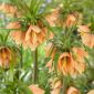 Crown imperial - Early Fantasy; Imperial fritillary, Kaiser's crown