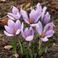 Crocus sativus, Safran, Safran-Krokus - 10 Zwiebeln