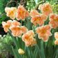 Daffodil Apricot Whirl - 5 ชิ้น - 