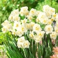 Narcissläktet - Cheerfulness - paket med 5 stycken - Narcissus