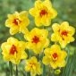 Double daffodil Ascot - 5 pcs