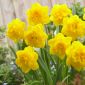 Double daffodil Eastertide - 5 pcs