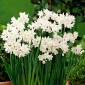 水仙Paperwhitesジバ - 水仙Paperwhitesジバ -  5球根 - Narcissus