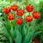 Hoa tulip Allegretto - 5 chiếc - 