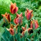 Grünblütige Tulpe Artist - 5 Stück