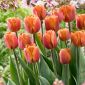 Цукровий цукор - Tulip Brown Sugar - 5 цибулин - Tulipa Brown Sugar
