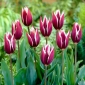 Tulpės Chansonette - pakuotėje yra 5 vnt - Tulipa Chansonette
