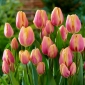 Tulpės Dragon King - pakuotėje yra 5 vnt - Tulipa Dragon King