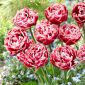 Tulipa Drumline - Tulip Drumline - 5 kvetinové cibule