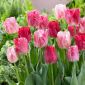 Tulpės Hemisphere - pakuotėje yra 5 vnt - Tulipa Hemisphere