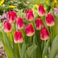 Tulipa Match - paquete de 5 piezas