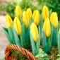 Ngôi sao nhỏ hoa tulip - Ngôi sao nhỏ hoa tulip - 5 củ - Tulipa Mini Star