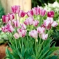 Tulipa Modern Style - paquete de 5 piezas