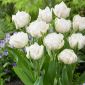 Tulipa Mount Tacoma - paquete de 5 piezas