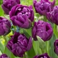 Tulpės Negrita Double - pakuotėje yra 5 vnt - Tulipa Negrita Double