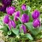 Tulipa Baby Blue - paquete de 5 piezas