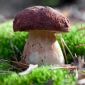Pine bolete - mycelium; raja king bolete, cine cine - Boletus pinophilus