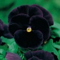 Lielziedu atraitnīte - Black King - melns - 320 sēklas - Viola x wittrockiana
