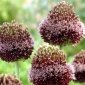 Dekorativ hvitløk - Forelock - Allium Forelock