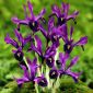 Iris botanická George - Iris botanická George - 10 květinové cibule - Iris reticulata