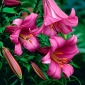 Liliom Pink Perfection - Lilium Pink Perfection