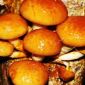 Nameko; butterscotch mushroom