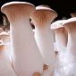 King trumpet mushroom; French horn mushroom, king oyster mushroom, king brown mushroom, boletus of the steppes, trumpet royale, ali"i oyster