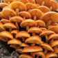 Enokitake, enoki, futu; гриб золотий, гриб футу, гриб лілій, гриб з морепродуктів, зимовий гриб, зимовий грибок, оксамитова стопа, оксамитовий стебло, оксамитовий хвостовик - Flammulina velutipes