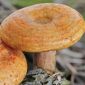 Saffron milk cap - mycelium; red pine mushroom
