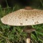 Parasol mushroom for garden cultivation - 3 kg