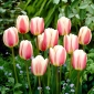 Tulpansläktet Beau Monde - paket med 5 stycken - Tulipa Beau Monde