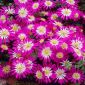 Anemone Pink Star - 8 květinové cibule - Anemone blanda