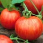 Tomato Tigerella benih - Lycopersicon esculentum - 80 biji - Lycopersicon esculentum Mill 