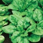 菠菜“阿斯塔F1” -  1200粒种子 - Spinacia oleracea L. - 種子